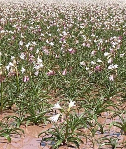 Crinum paludosum, a celebration in muddy water